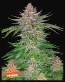 Aeroponica, AUTOFIORENTI, Automatiche, Brands_Fast Buds, Coltivazione, FEMMINIZZATI, Idroponica, Indoor, Outdoor, Semi, Semi da collezione, Strawberry Pie Auto, THC, Tipo_Auto Fiorenti - doisgrowshop.it