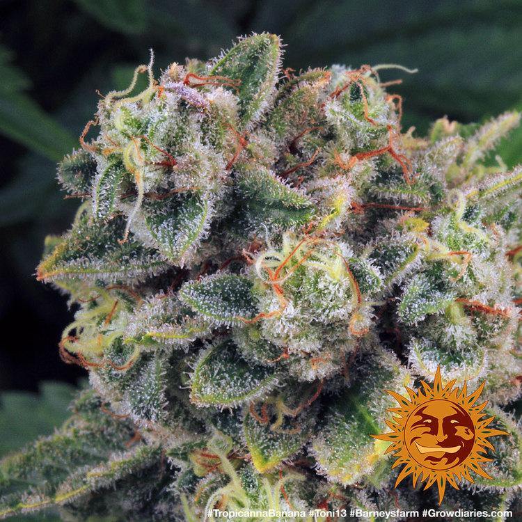 Aeroponica, Barney's Farm, Brands_Barney's Farm, Coltivazione, FEMMINIZZATI, Idroponica, Indoor, Outdoor, Semi, THC, Tipo_Femminizzati, Tropicanna Banana - doisgrowshop.it