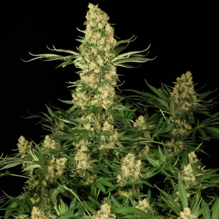 Aeroponica, Brands_Paradise Seeds, Coltivazione, FEMMINIZZATI, Idroponica, Indoor, Outdoor, Semi, Semi da collezione, THC, Tipo_Femminizzati, Wappa - doisgrowshop.it