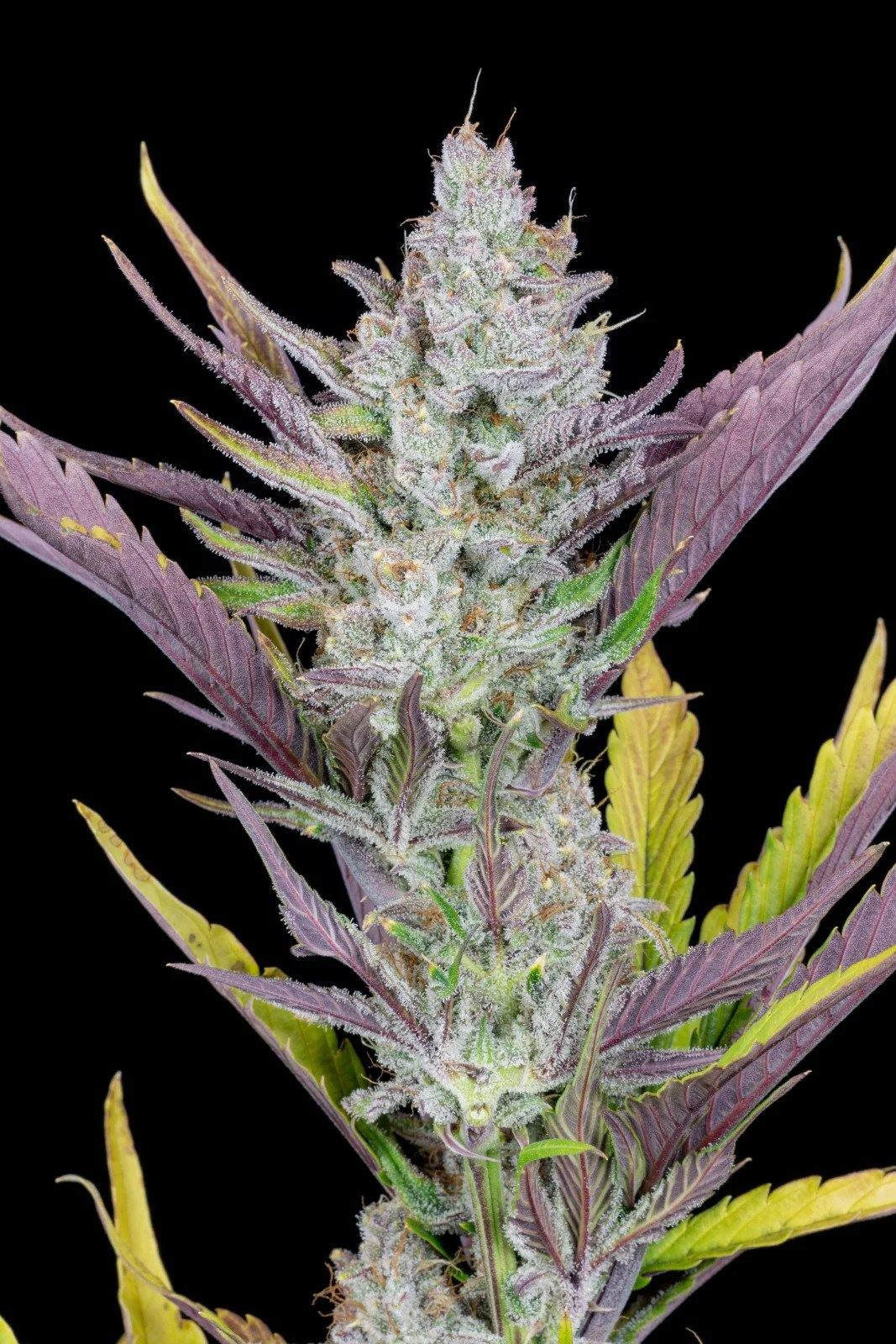Aeroponica, AUTOFIORENTI, Automatiche, Brands_Fast Buds, Coltivazione, FEMMINIZZATI, Idroponica, Indoor, Outdoor, Semi, Semi da collezione, THC, Tipo_Auto Fiorenti, Wedding Glue Auto - doisgrowshop.it