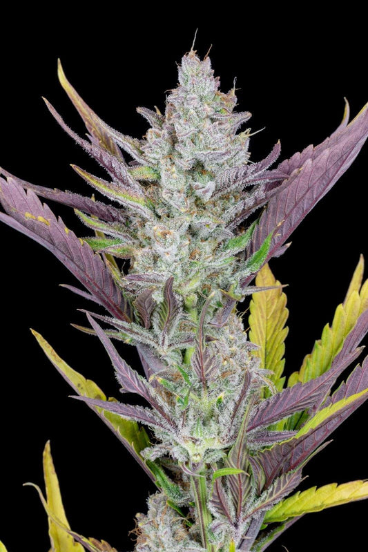Aeroponica, AUTOFIORENTI, Automatiche, Brands_Fast Buds, Coltivazione, FEMMINIZZATI, Idroponica, Indoor, Outdoor, Semi, Semi da collezione, THC, Tipo_Auto Fiorenti, Wedding Glue Auto - doisgrowshop.it