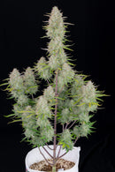 Aeroponica, AUTOFIORENTI, Automatiche, Brands_Fast Buds, Coltivazione, FEMMINIZZATI, Idroponica, Indoor, Outdoor, Semi, Semi da collezione, THC, Tipo_Auto Fiorenti, Wedding Cheesecake Auto - doisgrowshop.it