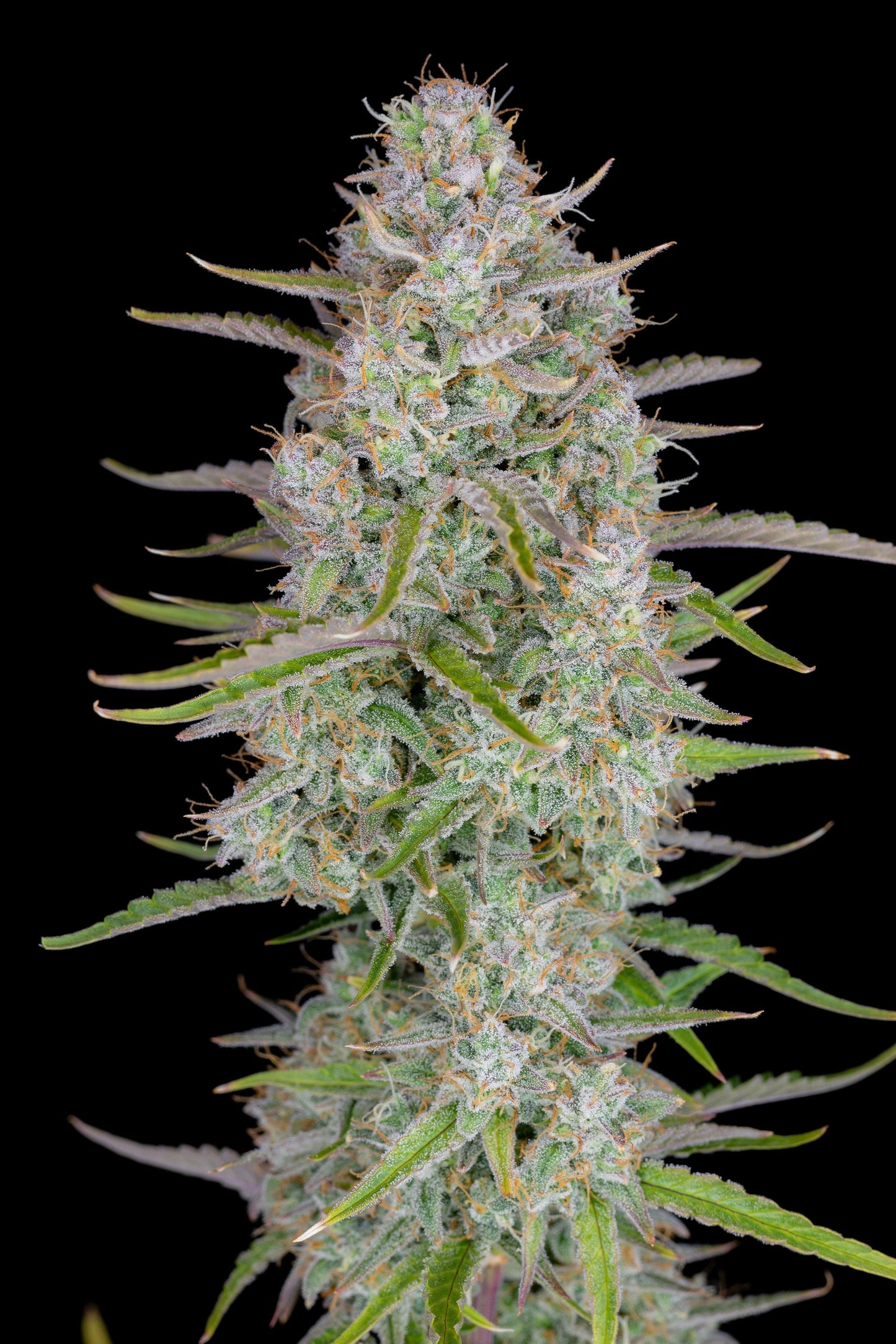 Aeroponica, AUTOFIORENTI, Automatiche, Brands_Fast Buds, Coltivazione, FEMMINIZZATI, Idroponica, Indoor, Outdoor, Semi, Semi da collezione, THC, Tipo_Auto Fiorenti, Wedding Cheesecake Auto - doisgrowshop.it