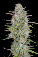 Aeroponica, AUTOFIORENTI, Automatiche, Brands_Fast Buds, Coltivazione, FEMMINIZZATI, Idroponica, Indoor, Outdoor, Semi, Semi da collezione, THC, Tipo_Auto Fiorenti, Wedding Cheesecake Auto - doisgrowshop.it