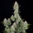 Aeroponica, AUTOFIORENTI, Automatiche, Brands_Fast Buds, Coltivazione, FEMMINIZZATI, Idroponica, Indoor, Outdoor, Semi, Semi da collezione, THC, Tipo_Auto Fiorenti, Wedding Cheesecake Auto - doisgrowshop.it