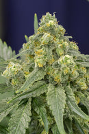 Silent Seeds White Widow