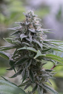 Silent Seeds Zkittlez 2.0