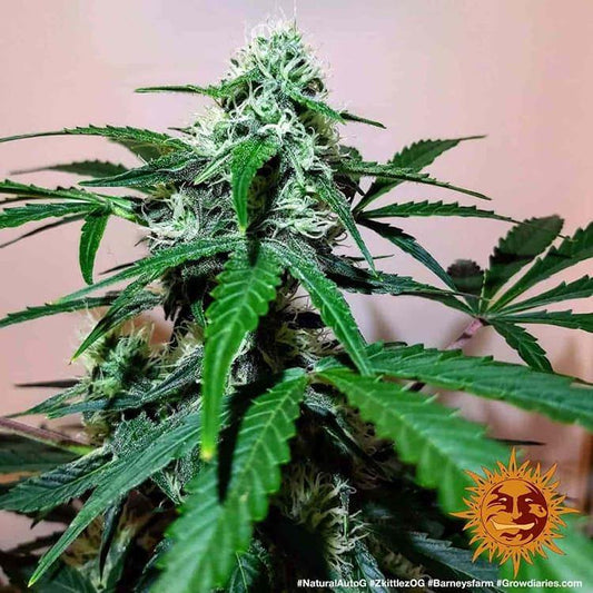 Aeroponica, AUTOFIORENTI, Barney's Farm, Brands_Barney's Farm, Coltivazione, Idroponica, Indoor, Outdoor, Semi, THC, Tipo_Auto Fiorenti, Zkittlez OG Auto - doisgrowshop.it