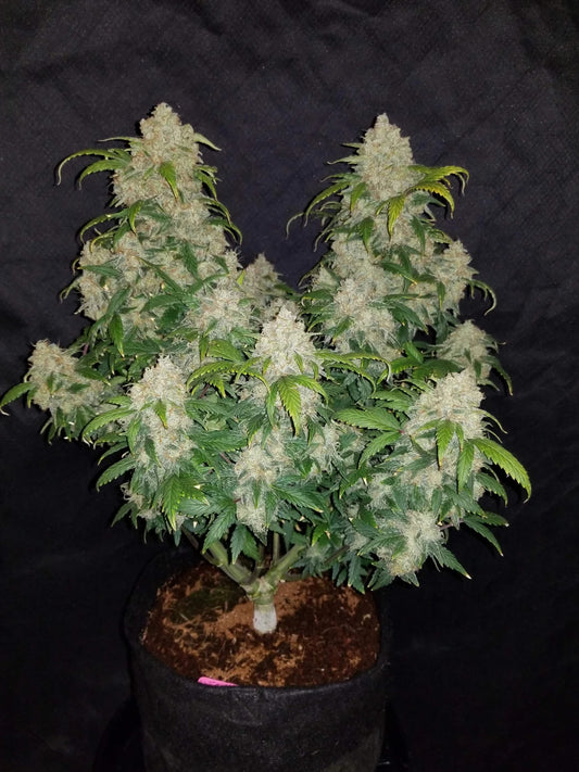 Fast Buds Zkittlez Auto