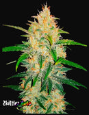 Fast Buds Zkittlez Auto