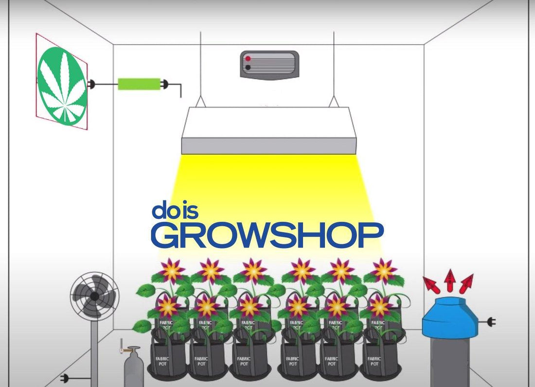 La perfetta camera di coltivazione: dall' illuminazione al substrato Guida completa - doisgrowshop.it