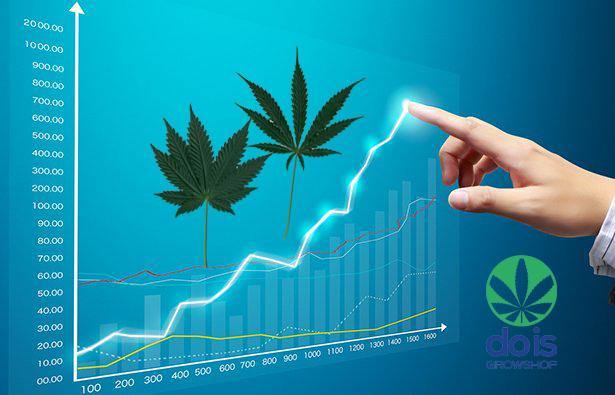 Cannabis  il mercato del futuro per gli investitori - doisgrowshop.it