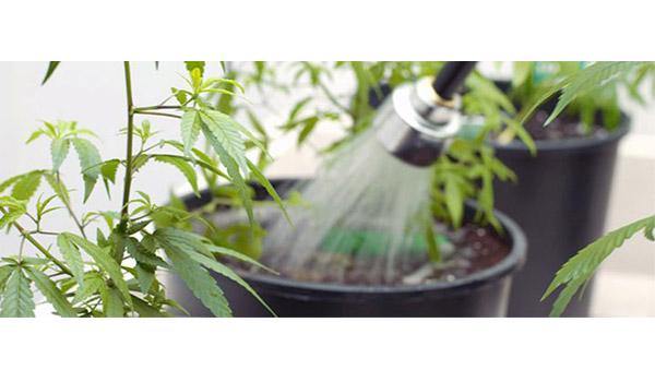 Cos'è la pulizia delle radici tramite il Flushing quando farla perché e come - doisgrowshop.it
