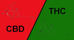 Cosa sono THC e CBD? - doisgrowshop.it