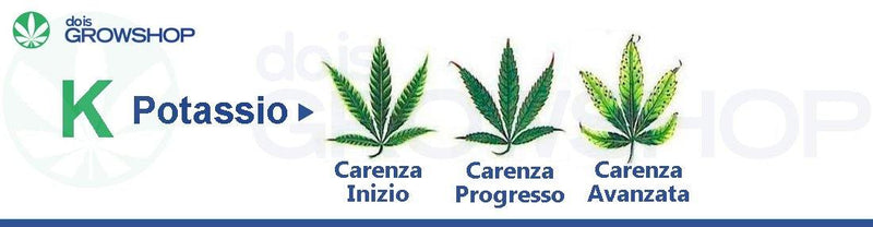 Carenza ed eccesso di Potassio (K), come identificarli sintomi e metodi di intervento - doisgrowshop.it