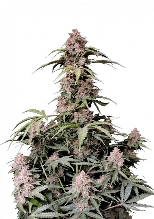 Fast Buds Amnesia Z Auto