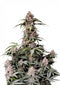 Fast Buds Amnesia Z Auto