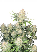Fast Buds Frostbanger Auto