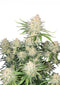 Fast Buds Frostbanger Auto