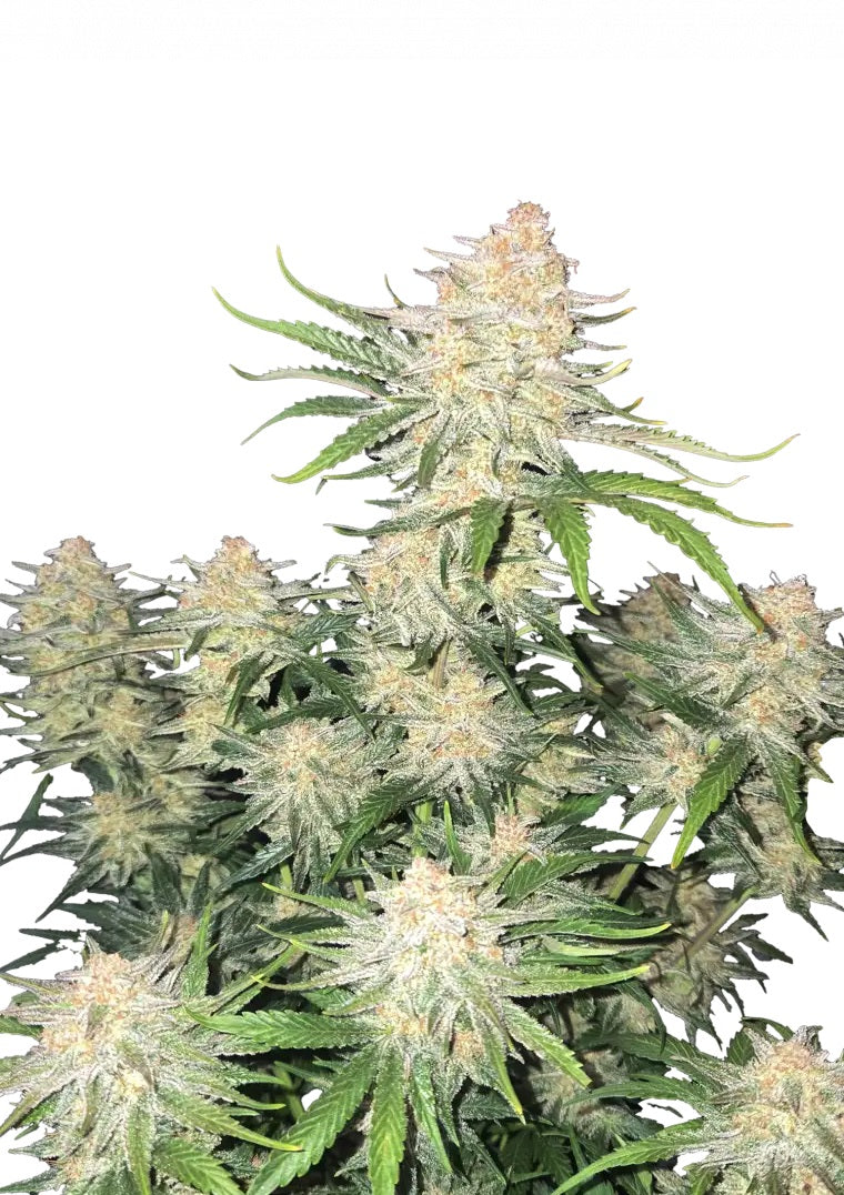 Fast Buds Frostbanger Auto