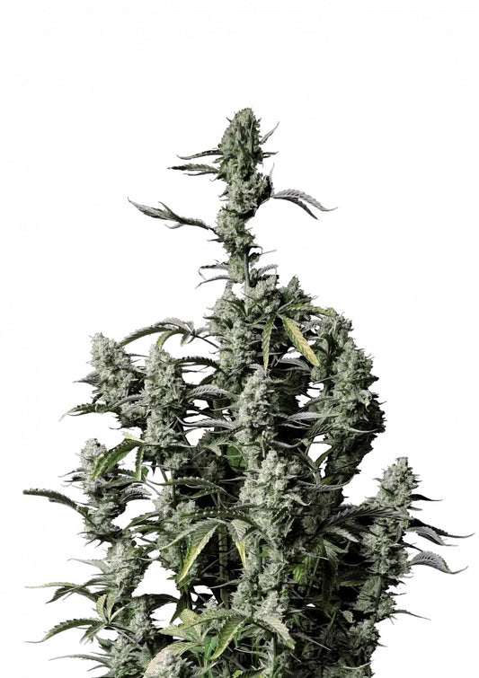 Fast Buds Gorilla Z Auto