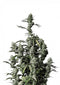 Fast Buds Gorilla Z Auto