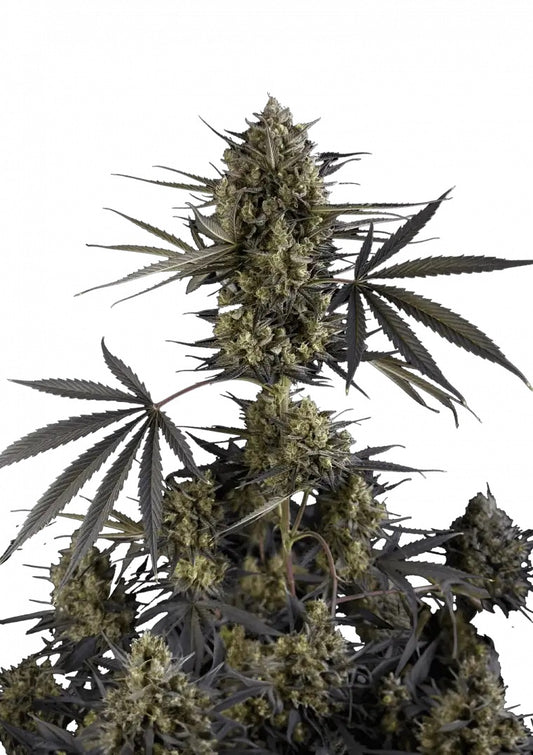 Fast Buds Pound Cake Auto