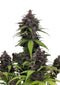 Fast Buds Purple Haze Auto