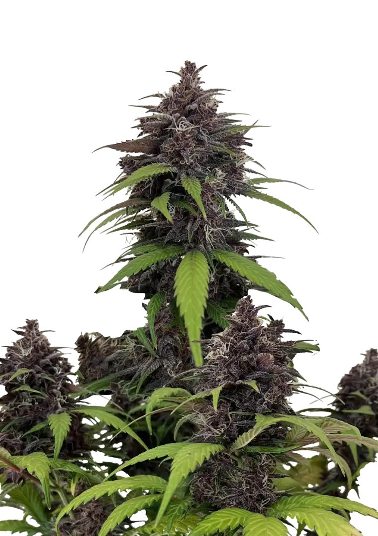 Fast Buds Purple Haze Auto