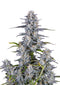 Fast Buds Super Boof Auto