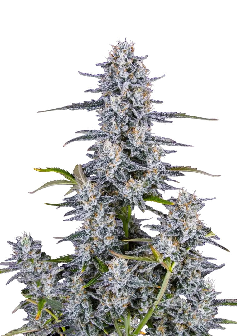 Fast Buds Super Boof Auto