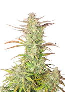 Fast Buds Z-Up Auto