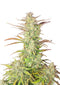 Fast Buds Z-Up Auto
