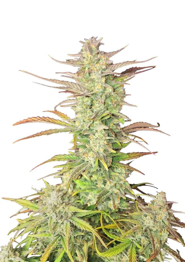 Fast Buds Z-Up Auto