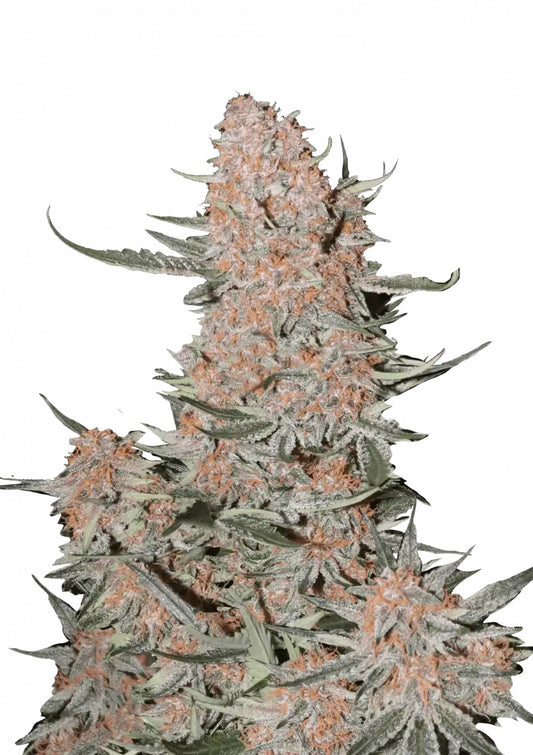 Fast Buds Ztrabberiez Auto
