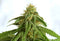 Kannabia Seeds Afrodite