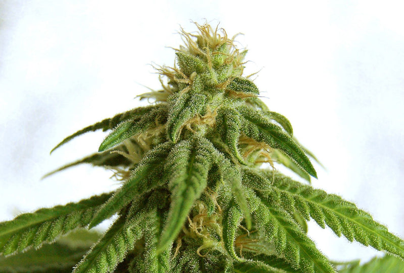 Kannabia Seeds Afrodite