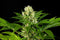 Kannabia Seeds Amnesi-K Haze
