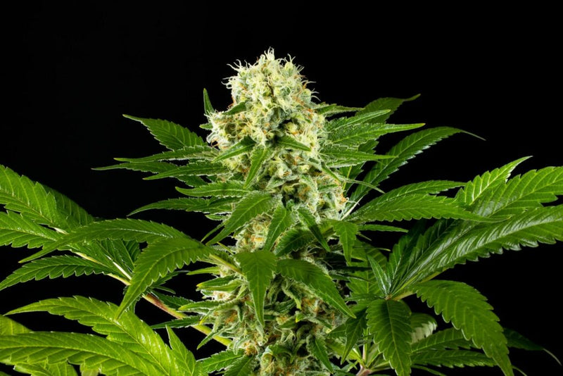 Kannabia Seeds Amnesi-K Haze