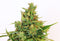 Kannabia Seeds Amnesi-K Lemon