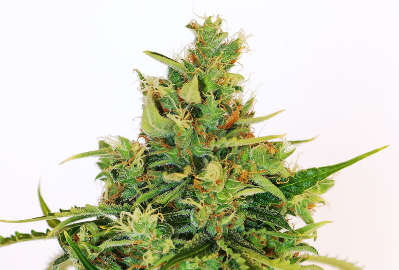 Kannabia Seeds Amnesi-K Lemon