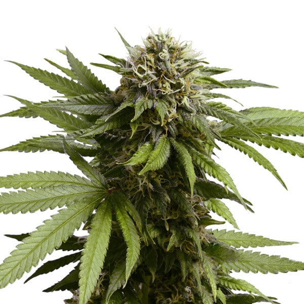Royal Queen Seeds Apple Fritter Auto
