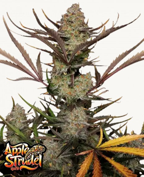 Fast Buds Apple Strudel Auto