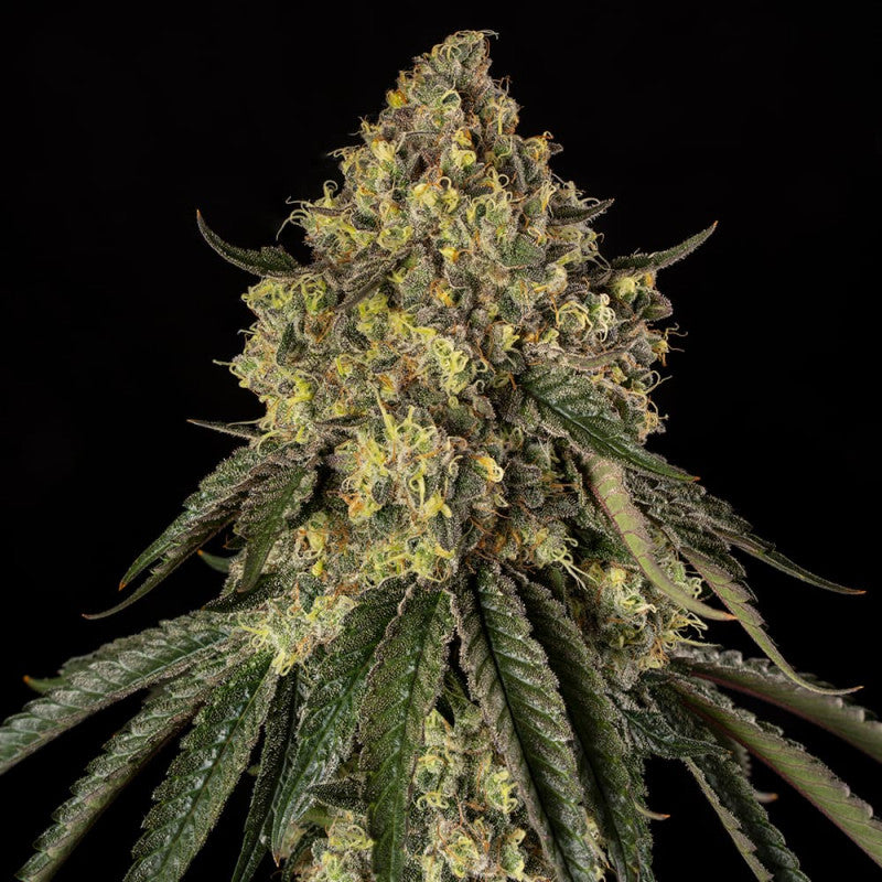 Silent Seeds B-52