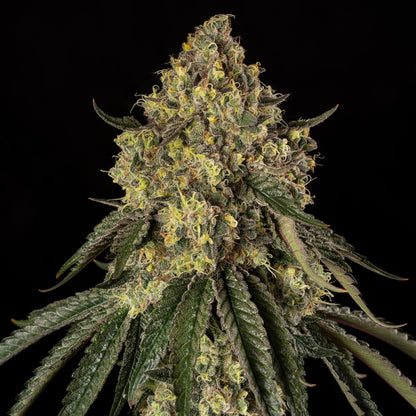 Silent Seeds B-52