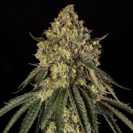 Silent Seeds B-52