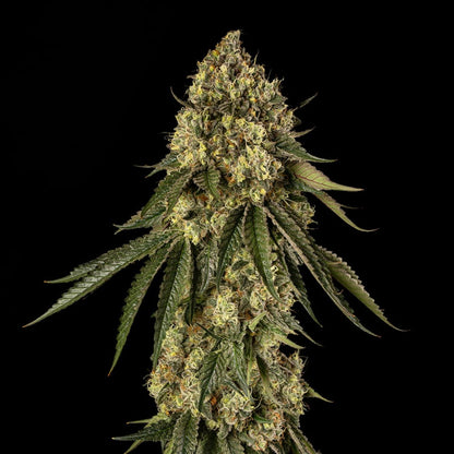Silent Seeds B-52