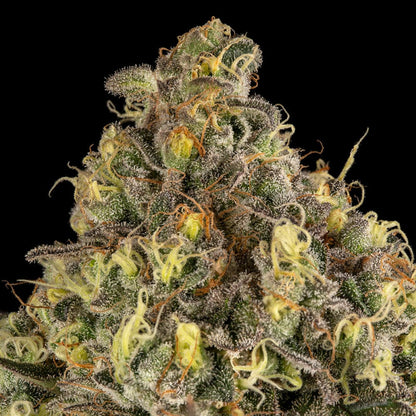 Silent Seeds B-52