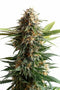 Kannabia Seeds Big Band