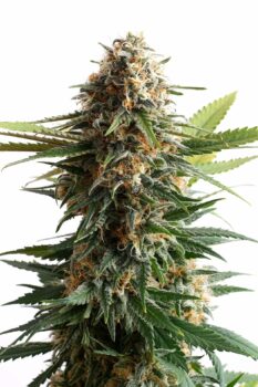 Kannabia Seeds Big Band